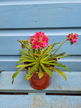 Load image into Gallery viewer, lewisia outdoor plant - CLICK &amp; COLLECT ONLY