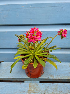 lewisia outdoor plant - CLICK & COLLECT ONLY