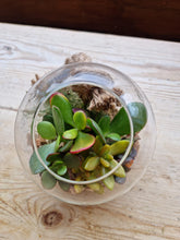 Load image into Gallery viewer, Succulents in glass bauble hanging terrarium - indoor plant