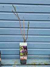 Load image into Gallery viewer, Small Dwarf/Patio PlumTree *CLICK AND COLLECT ONLY*