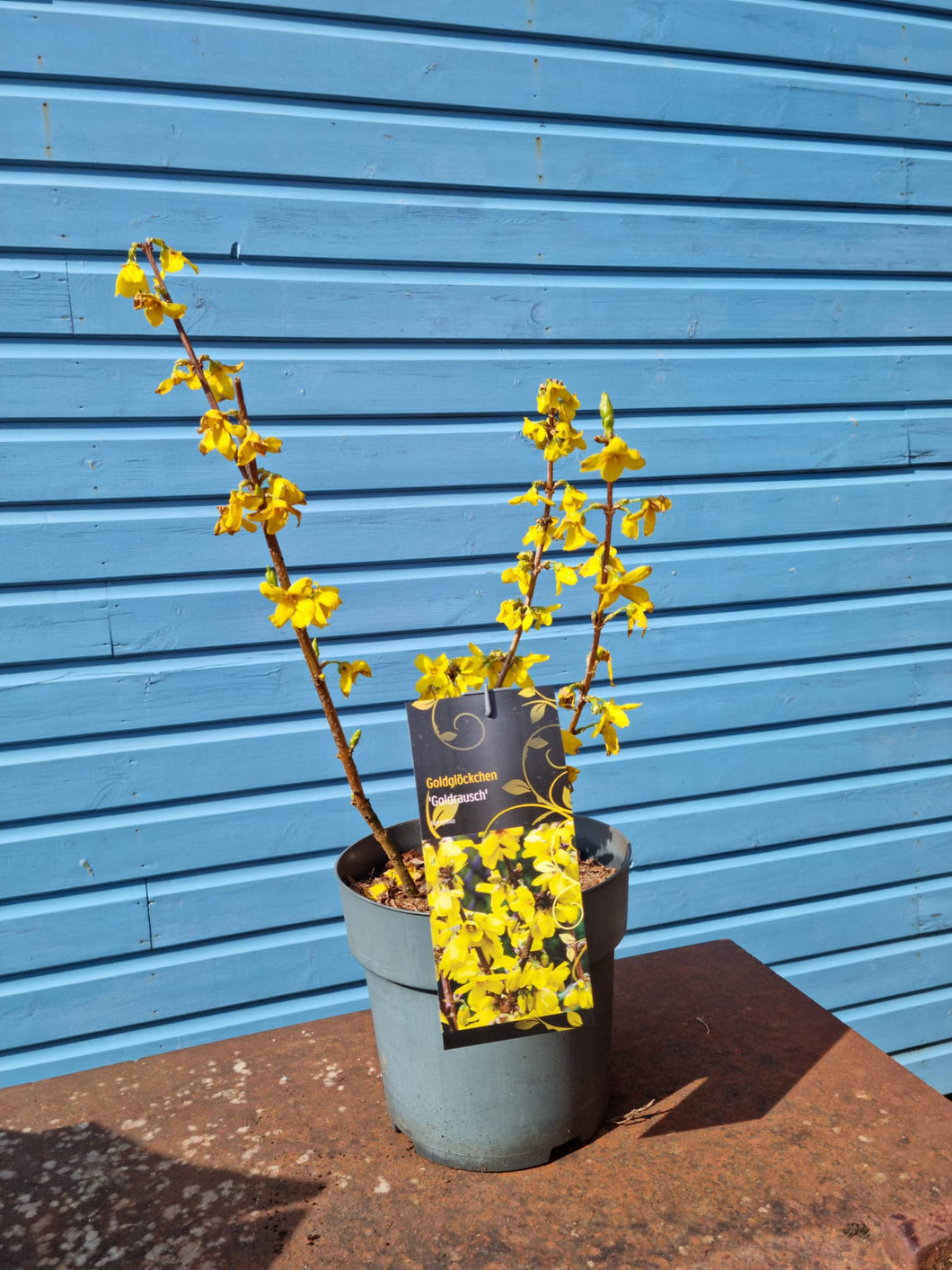 Forsythia 'Goldrush' Shrub *CLICK AND COLLECT ONLY*