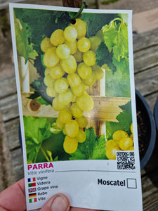 Grape Vine  *CLICK AND COLLECT FROM OUR SHOP ONLY