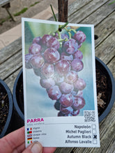 Load image into Gallery viewer, Grape Vine  *CLICK AND COLLECT FROM OUR SHOP ONLY