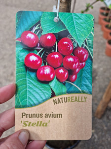 Cherry Tree 'Stella' *CLICK AND COLLECT ONLY*