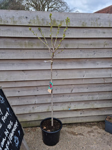 Cherry Tree 'Stella' *CLICK AND COLLECT ONLY*