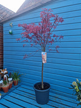 Load image into Gallery viewer, Japanese Acer Tree - CLICK AND COLLECT ONLY*