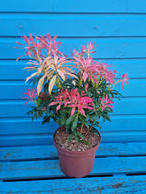 Load image into Gallery viewer, Pieris Mountain Fire Evergreen Shrub *CLICK AND COLLECT ONLY*
