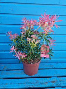 Pieris Mountain Fire Evergreen Shrub *CLICK AND COLLECT ONLY*