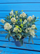 Load image into Gallery viewer, Skimmia shrub *CLICK AND COLLECT ONLY*