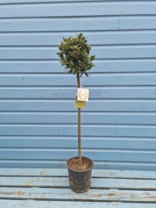 Straight Stem standard Bay Tree - COLLECTION FROM SHOP ONLY