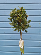 Load image into Gallery viewer, Straight Stem standard Bay Tree - COLLECTION FROM SHOP ONLY