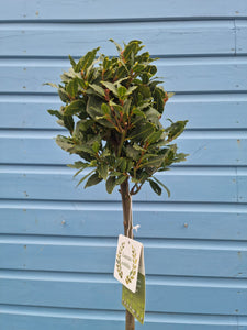 Straight Stem standard Bay Tree - COLLECTION FROM SHOP ONLY