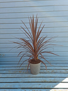 Large Red Cordyline 'Australis'  *CLICK AND COLLECT ONLY*