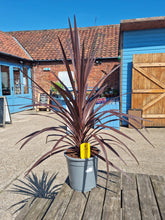 Load image into Gallery viewer, Large Red Cordyline &#39;Australis&#39;  *CLICK AND COLLECT ONLY*