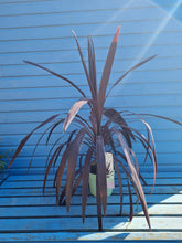 Load image into Gallery viewer, Extra Large Red Cordyline &#39;Superstar&#39;  *CLICK AND COLLECT ONLY*