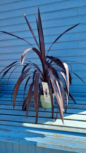 Extra Large Red Cordyline 'Superstar'  *CLICK AND COLLECT ONLY*