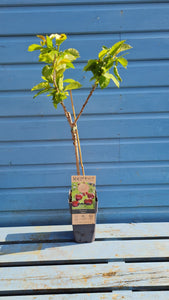 Small Dwarf/Patio Cherry Tree *CLICK AND COLLECT ONLY*