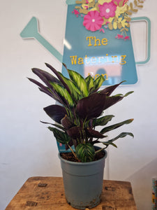 Calathea Pinceps indoor plant 14cm - pet safe