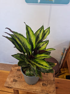Calathea Pinceps indoor plant 14cm - pet safe