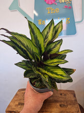 Load image into Gallery viewer, Calathea Pinceps indoor plant 14cm - pet safe