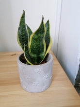 Load image into Gallery viewer, Sansevieria Superba Mother In Laws Tongue indoor plant 13cm