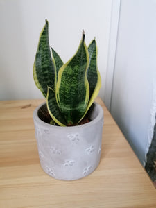 Sansevieria Superba Mother In Laws Tongue indoor plant 13cm