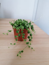 Load image into Gallery viewer, Baby Senecio Rowleyanus String of Pearls 5cm Indoor Plant