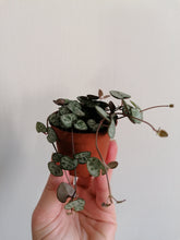 Load image into Gallery viewer, Baby Ceropegia Woodii - String of Hearts 6cm indoor plant