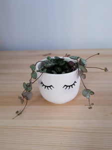 Baby Ceropegia Woodii - String of Hearts 6cm indoor plant