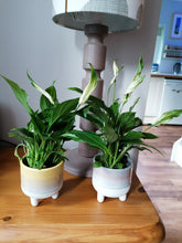 Load image into Gallery viewer, Baby Peace Lily indoor plant