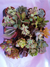 Load image into Gallery viewer, Tray of 20 baby mixed succulents - indoor plant