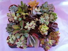 Load image into Gallery viewer, Tray of 20 baby mixed succulents - indoor plant