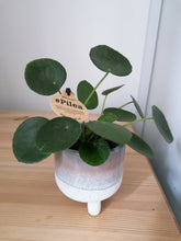 Load image into Gallery viewer, Baby Pilea Peperomoides Chinese Money Plant