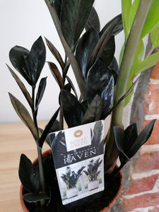ZZ Zamioculcas black Raven indoor plant 14cm