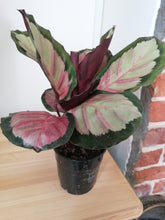 Load image into Gallery viewer, Calathea Roseopicta &#39;Rosy&#39; Indoor plant