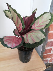 Calathea Roseopicta 'Rosy' Indoor plant