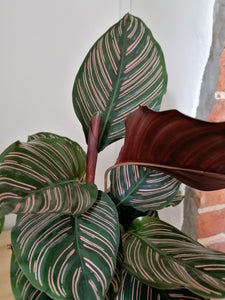Calathea Ornata Sanderiana 'Pinstripe' indoor plant 14cm