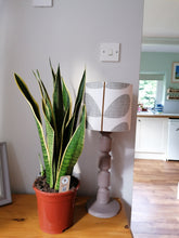 Load image into Gallery viewer, Sansevieria - Mother in laws tongue large indoor plant