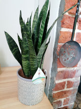 Load image into Gallery viewer, Sansevieria Black Coral indoor plant