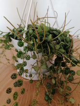 Load image into Gallery viewer, Peperomia Prostrata String of Turtles indoor plant in 11cm hanging pot
