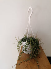 Load image into Gallery viewer, Peperomia Prostrata String of Turtles indoor plant in 11cm hanging pot