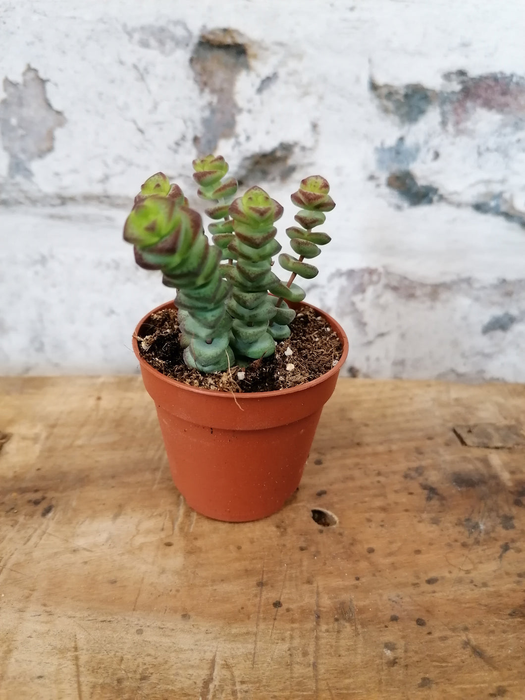 Baby Crassula Marnieriana  - Jades necklace/Worm plant indoor plant