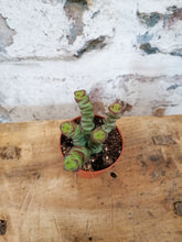 Load image into Gallery viewer, Baby Crassula Marnieriana  - Jades necklace/Worm plant indoor plant