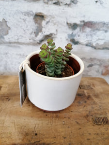 Baby Crassula Marnieriana  - Jades necklace/Worm plant indoor plant