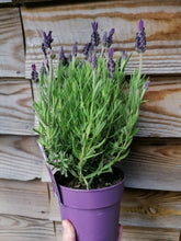 Load image into Gallery viewer, French/Butterfly Lavender *CLICK AND COLLECT ONLY*