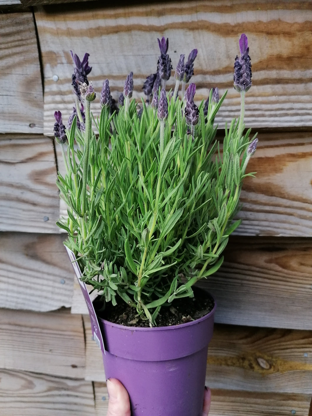 French/Butterfly Lavender *CLICK AND COLLECT ONLY*
