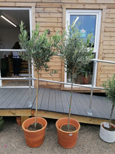 Load image into Gallery viewer, Large Standard Olive Tree - CLICK AND COLLECTION ONLY DUE TO SIZE