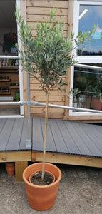 Large Standard Olive Tree - CLICK AND COLLECTION ONLY DUE TO SIZE