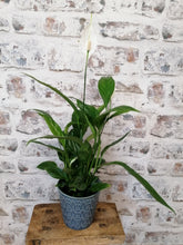 Load image into Gallery viewer, Peace Lily indoor Plant 10cm
