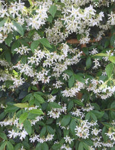 Load image into Gallery viewer, Evergreen &#39;Star&#39; Tracelospermum Jasmine outdoor plant *CLICK AND COLLECT ONLY*